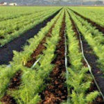 Agricultural Innovation